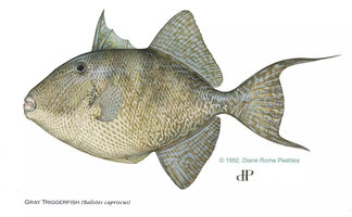 Florida announces that recreational harvest of gray triggerfish in Gulf state waters and shallow water grouper in Atlantic state waters closes Jan. 1.