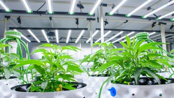 How to maintain optimal conditions in your grow house
