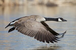 Honking in the Heartland: Goose Hunting in Alabama