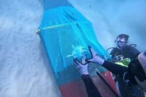 Gearing Up: How Turtle Excluder Devices Are Saving Sea Turtles and Supporting Shrimpers