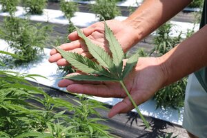 Legislature votes to tax and regulate hemp derived cannabinoids