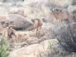 How early herdsman created the modern sheep from the mouflon
