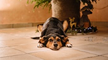The holidays are prime time for pancreatis; here's how to protect your dog