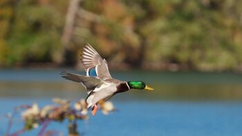 Most commonly hunted migratory birds in Alabama