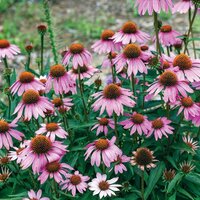 Southern Gardening Potpourri for June