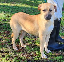 Pet of the Week – Tinkerbell