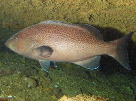 Gulf Council Announces Public Hearings on Major Changes to Shallow‑Water Grouper Management