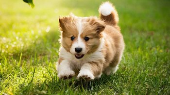 National Puppy Day is coming, but are you ready? Vet tips for getting a puppy in March