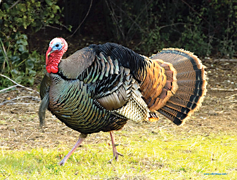 Wild Turkey Season Starts March 15th Alabama Gazette