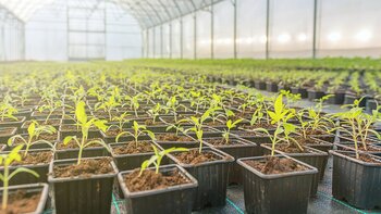 The Alabama Medical Cannabis Commission Awards Three Dispensary License